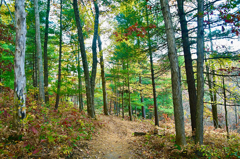 Mosquito Creek Trails